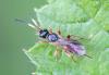 Phygadeuontinae inconnu